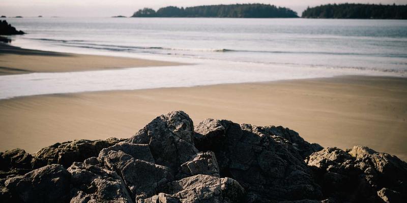 宠物保险怎么选?不同年龄与品种投保全攻略,理赔避坑指南